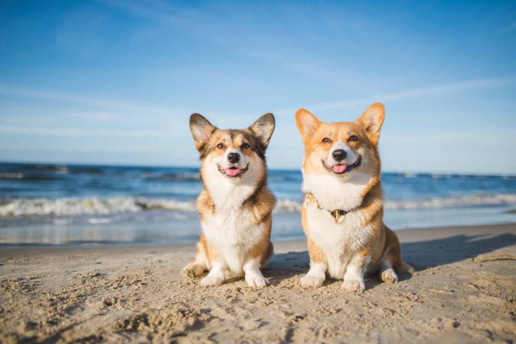 Pet Friendly Rentals | Real Escapes Properties